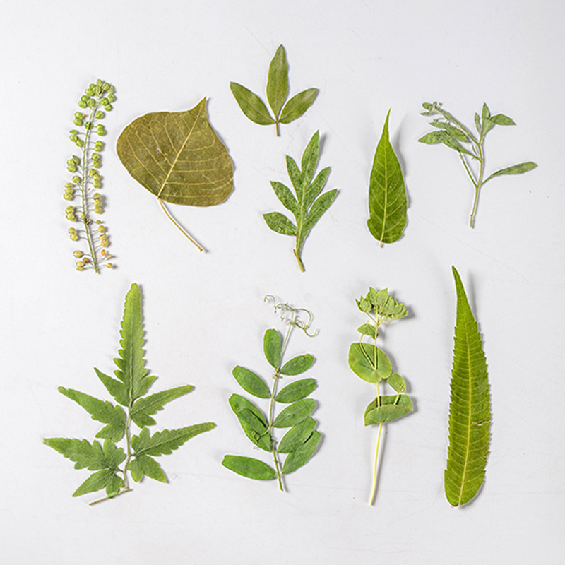 1Zestaw 35szt Prasowane suszon – Dried Flower Bulk recenzja i cena